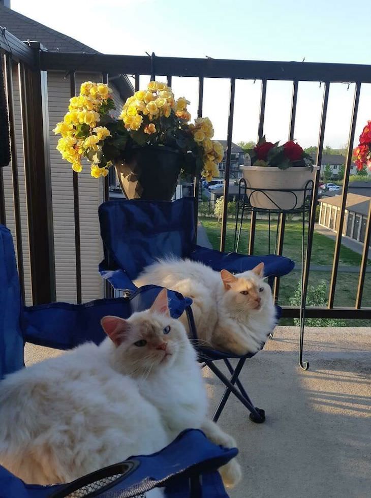 Spoiled Cats Who Live a Life of Luxury camp chairs
