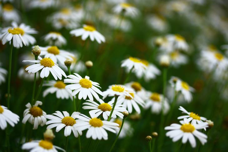 Homemade Shampoos chamomile