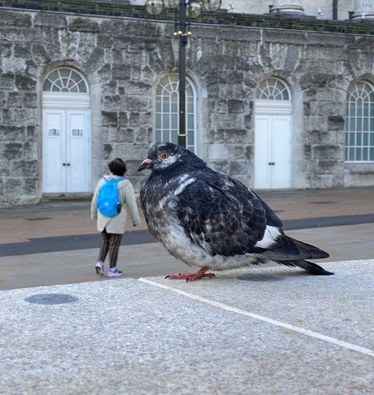 Confusing Photos, giant pigeon