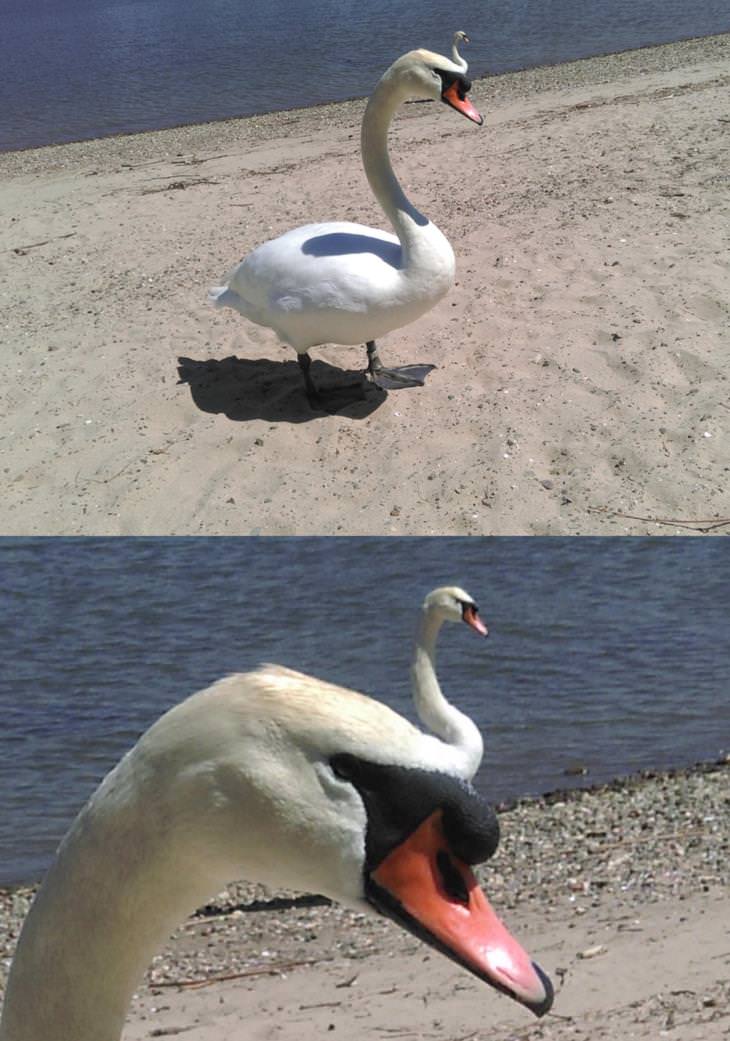 Confusing Photos, swan 
