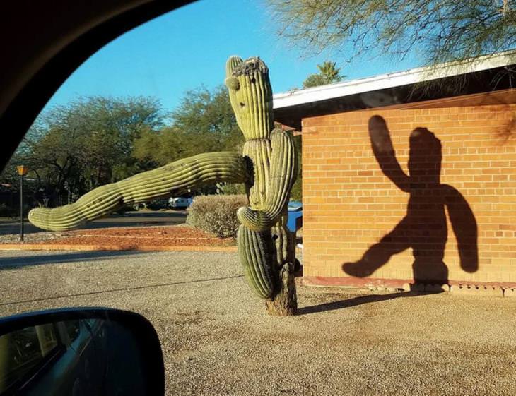 Confusing Photos, cactus 