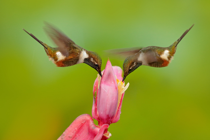 Fascinating Facts On a Variety of Topics Hummingbird