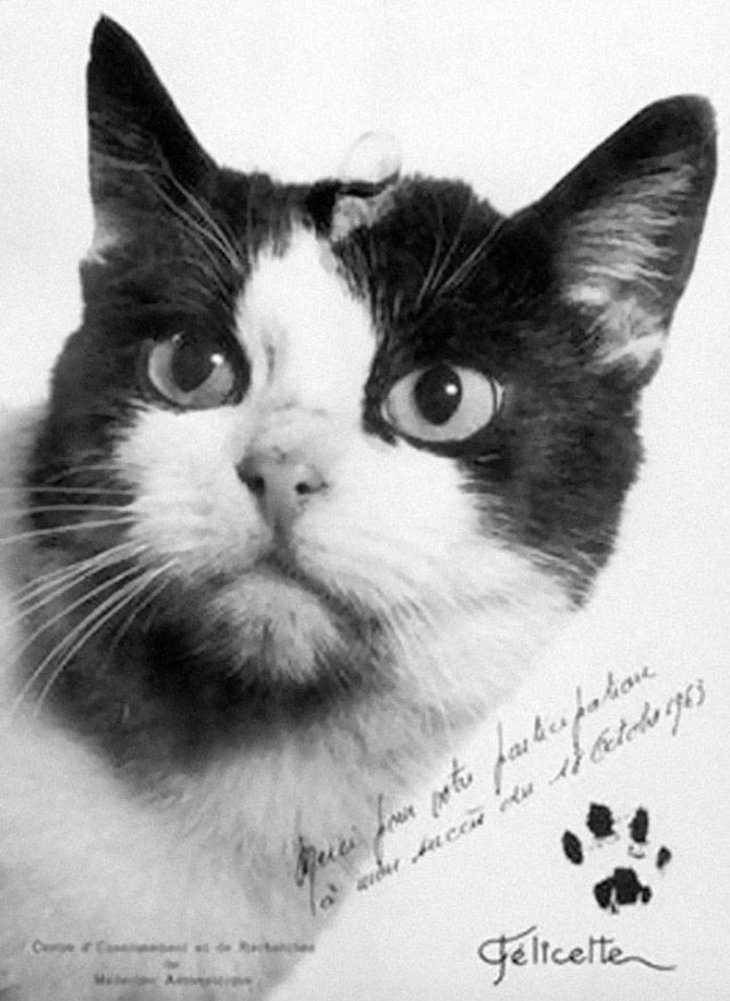 Fascinating Facts On a Variety of Topics Felicette the Astronaut cat