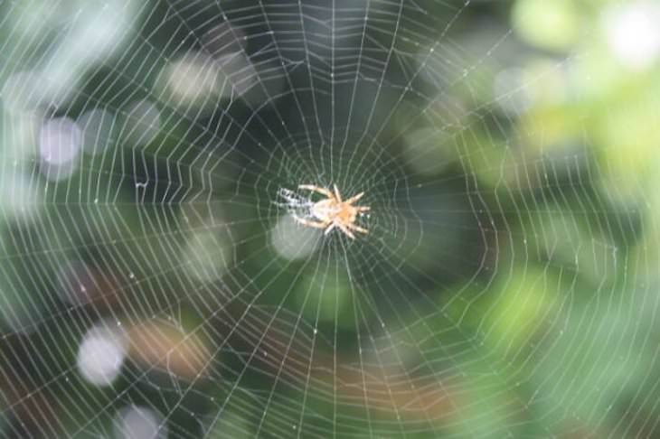 Fascinating Facts On a Variety of Topics spider's web