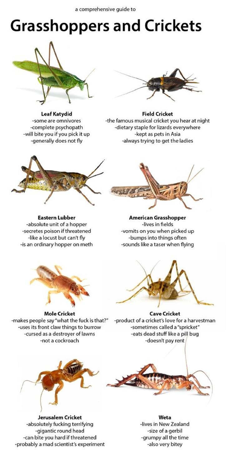 Handy Charts, insects, 