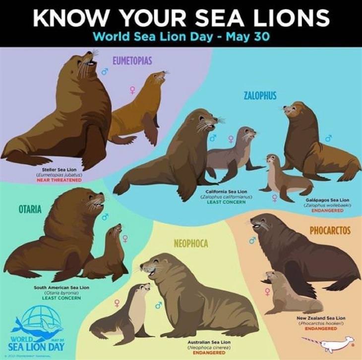 Handy Charts, sea lion