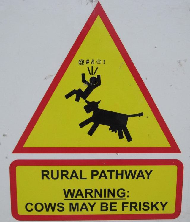 Funny Signs frisky cows