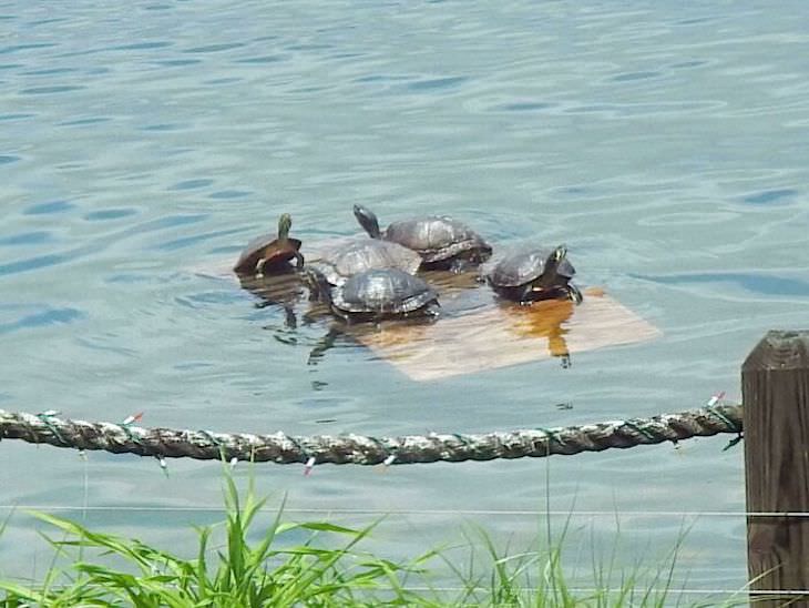 Wholesome Stories Proving Grandparents Are Awesome dock for turtles
