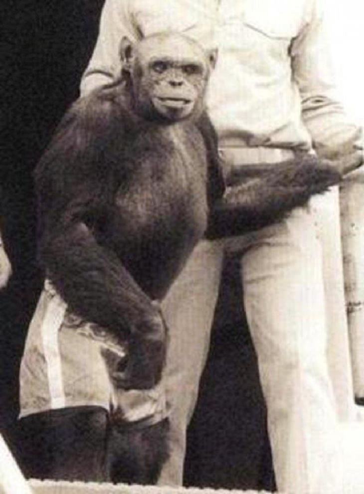 Humanzee, 