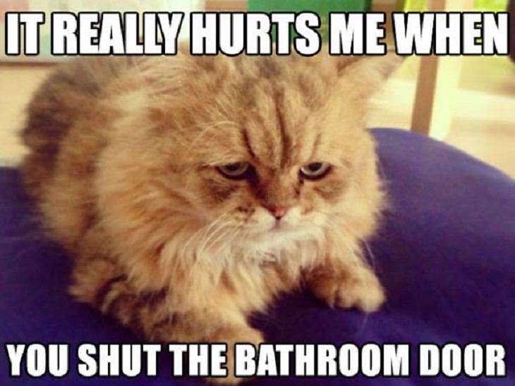 Hilarious ‘Cat Confessions’, 