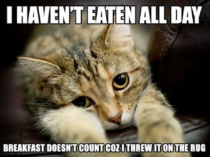 Hilarious ‘Cat Confessions’, 