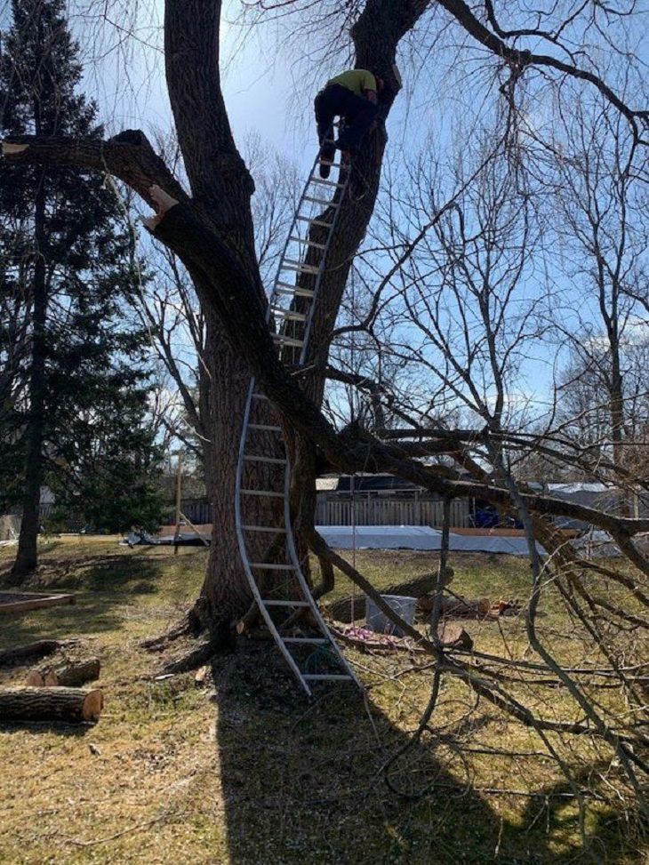 safety fails, tree work