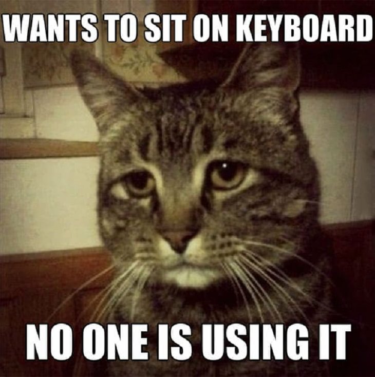 Hilarious ‘Cat Confessions’, 