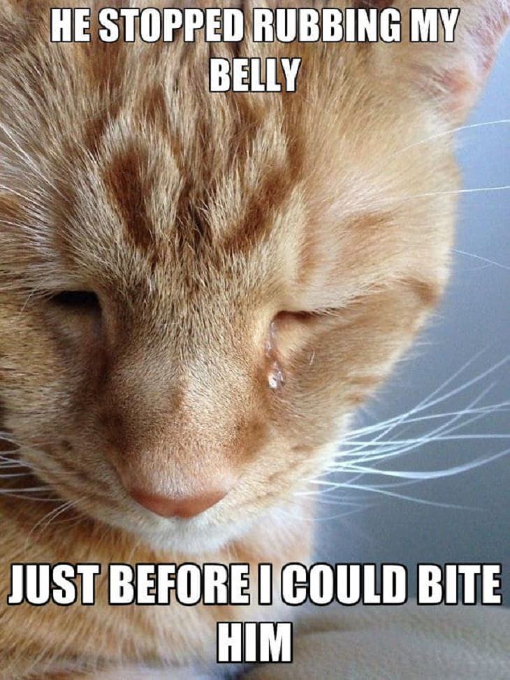 Hilarious ‘Cat Confessions’, 