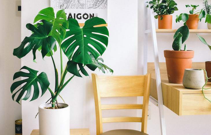9 Houseplants That Can Be Toxic For Pets and Kids philodendron