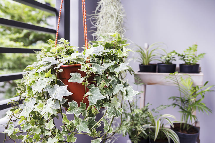 9 Houseplants That Can Be Toxic For Pets and Kids ivy
