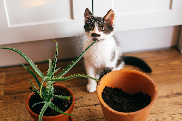 9 Houseplants That Can Be Toxic For Pets and Kids aloe vera