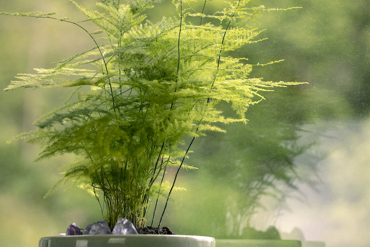 9 Houseplants That Can Be Toxic For Pets and Kids asparagus fern