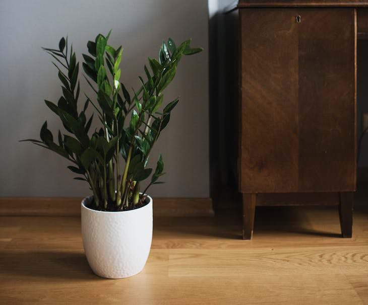 9 Houseplants That Can Be Toxic For Pets and Kids zz plant