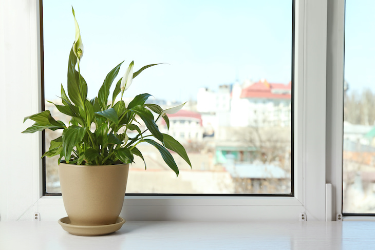 9 Houseplants That Can Be Toxic For Pets and Kids peace lily