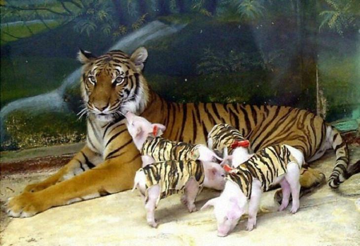 Funny and Wacky Animals, tiger, babies