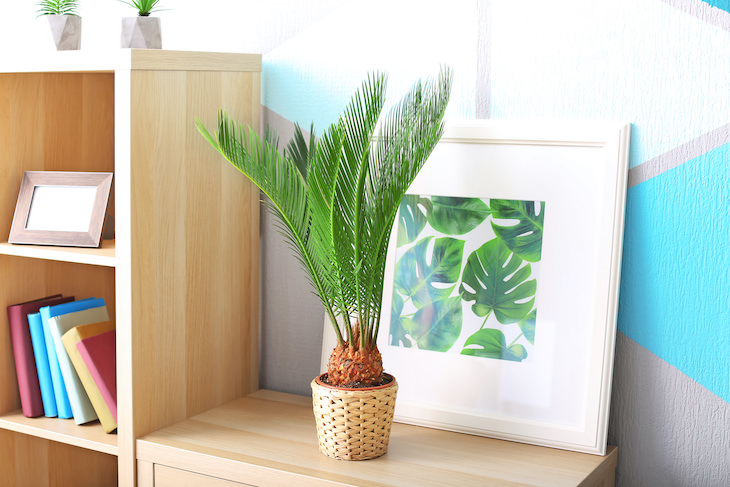 9 Houseplants That Can Be Toxic For Pets and Kids sago palm