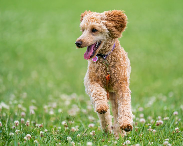 Allergy Myths poodles