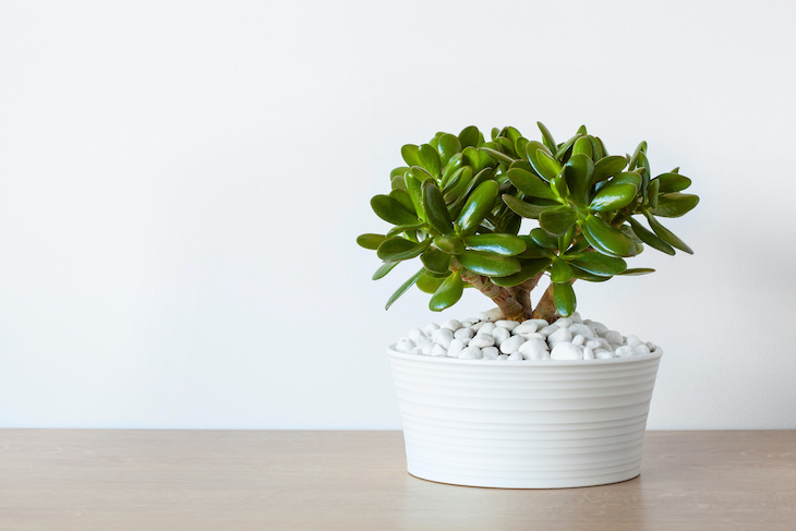 9 Houseplants That Can Be Toxic For Pets and Kids jade plant