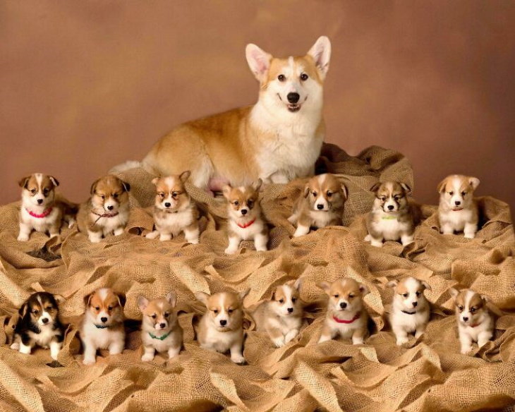 Dog Mommy Moments corgis