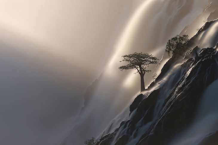 BigPicutre Natural World Photography Contest: The Stunning Winners, "Tree of Life" by ‍Anette Mossbacher