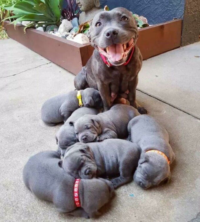 Dog Mommy Moments pitbull puppies