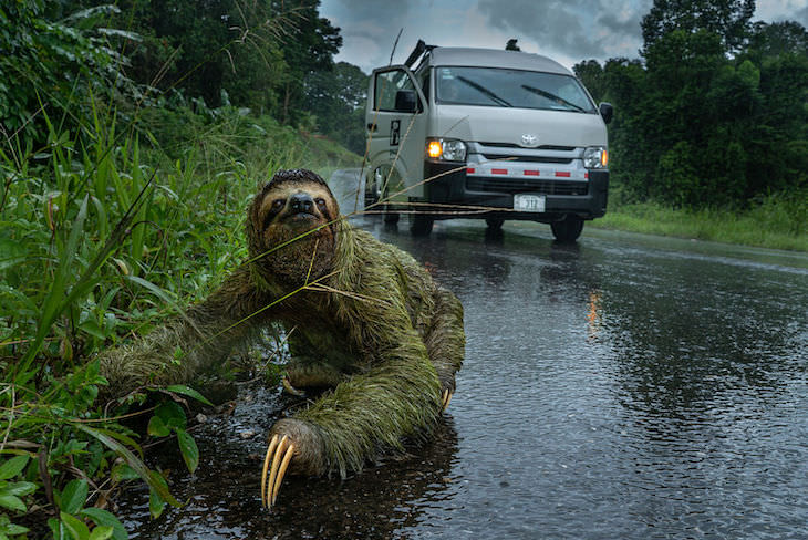 BigPicutre Natural World Photography Contest: The Stunning Winners, "Why Did The Sloth Cross the Road?" by Andrew Whitworth 