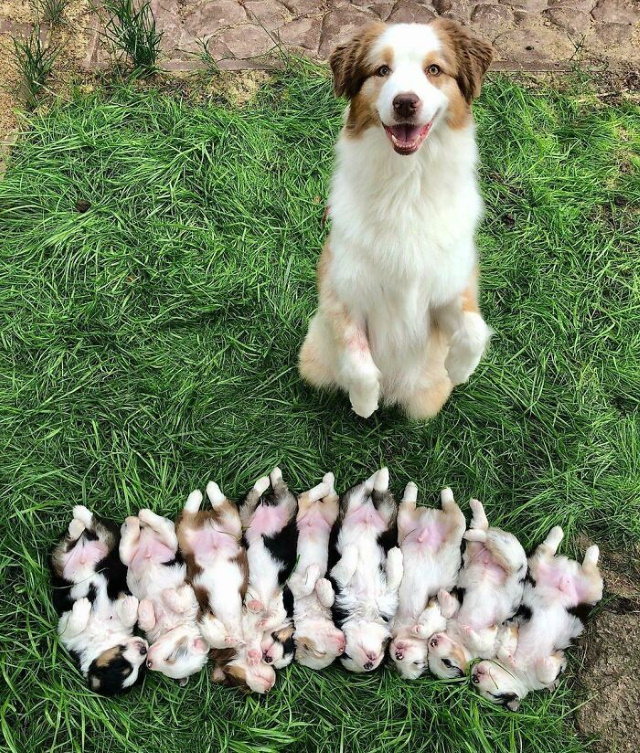 Dog Mommy Moments smiling dog and puppies