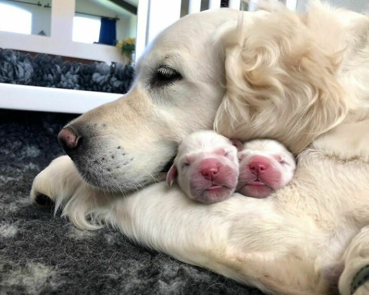 Dog Mommy Moments hug