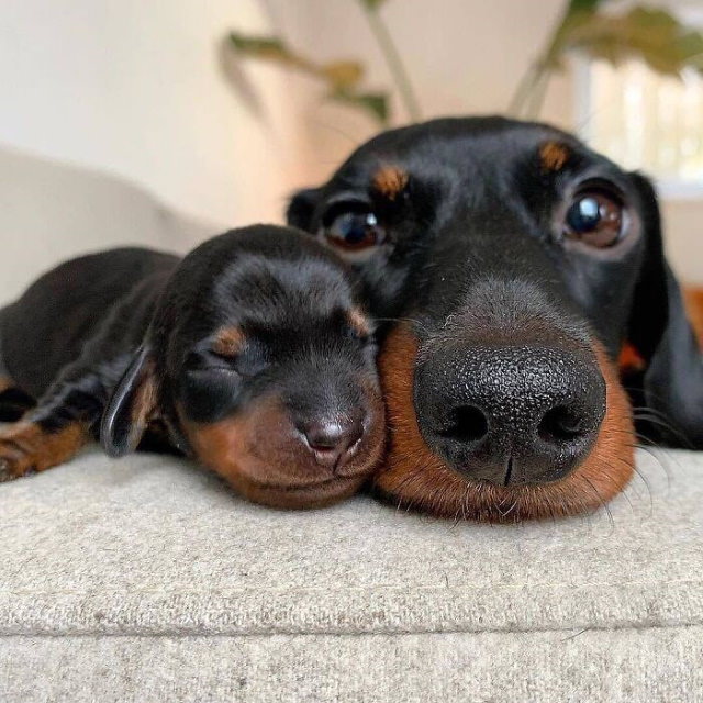 Dog Mommy Moments sausage dogs