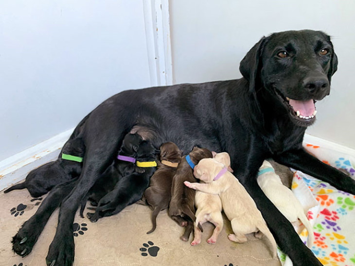 Dog Mommy Moments Lab puppies come in all sorts of colors