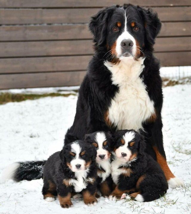 Dog Mommy Moments Like mother, like pups