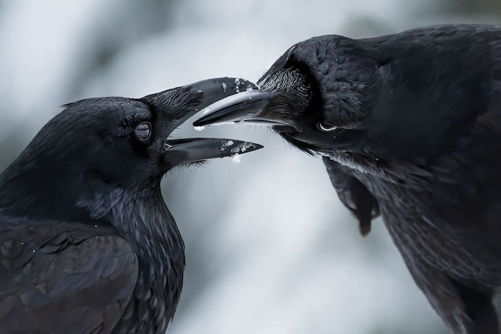BigPicutre Natural World Photography Contest: The Stunning Winners, “Beak to Beak” by Shane Kalyn 