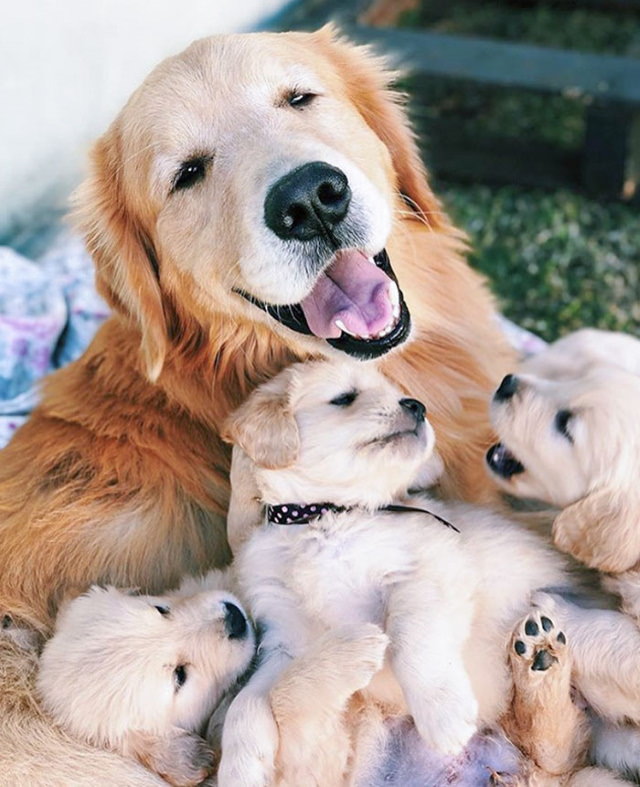 Dog Mommy Moments happy lab mom