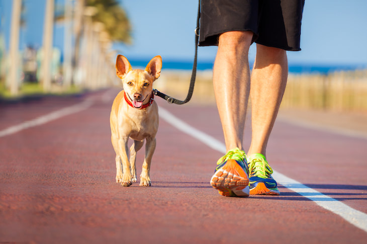 Creative Ways to Sneak More Walking Into Your Day walking dog
