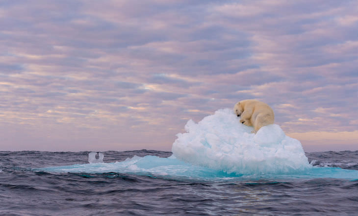 BigPicutre Natural World Photography Contest: The Stunning Winners, "Treasure on Ice" by ‍Marek Jackowski 