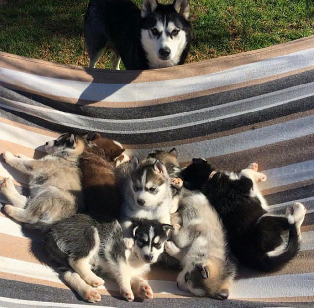 Dog Mommy Moments husky babies