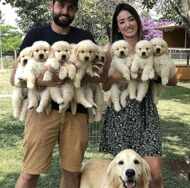 Dog Mommy Moments  hands full with labrador puppies