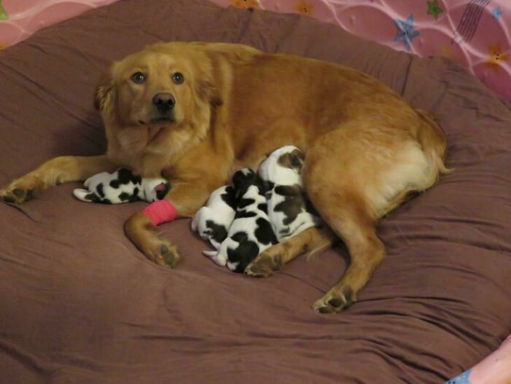 Dog Mommy Moments baby cows