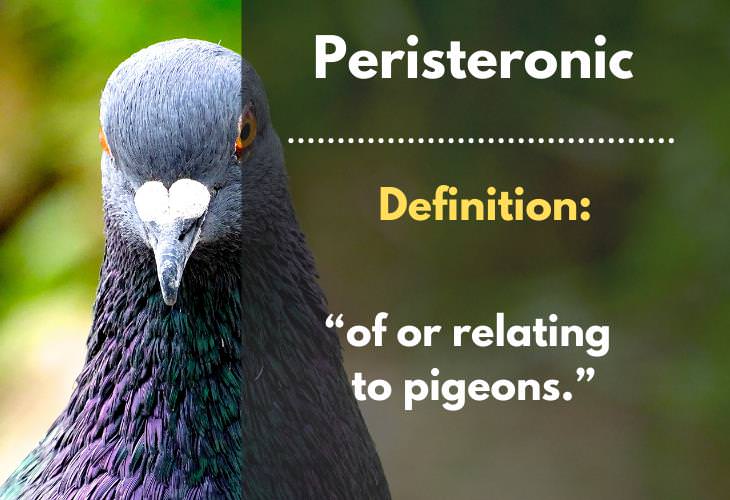 Uncommon Words, Peristeronic, pigeon