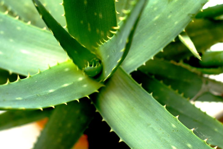 Psoriasis Natural Remedies Aloe vera