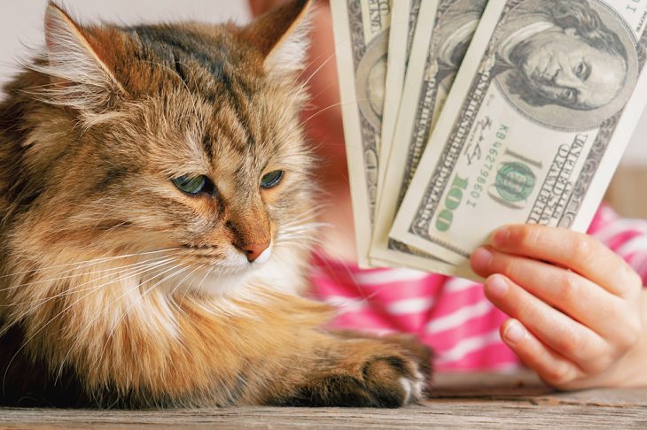 Money-Saving Tips for Pet Owners, Savings Account for Pet Care 