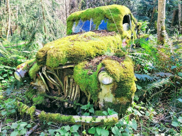 Old Objects forest car