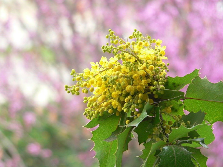 Psoriasis Natural Remedies Oregon grape