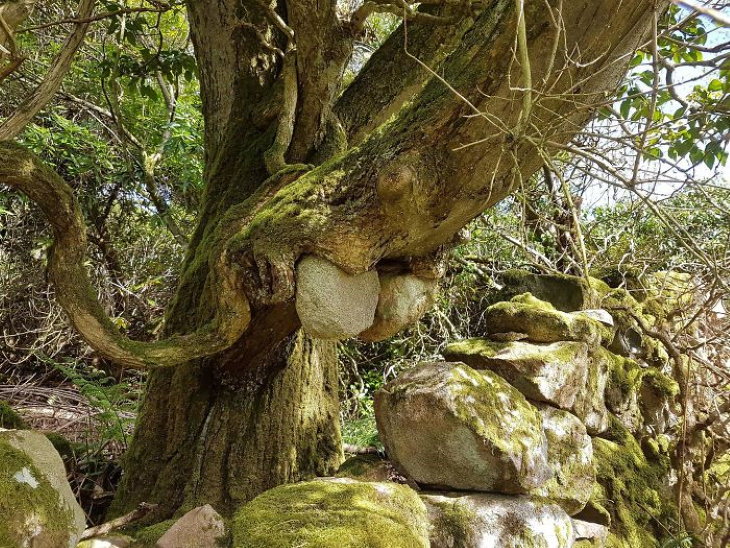 Old Objects This tree holding up stones from a collapsed wall
